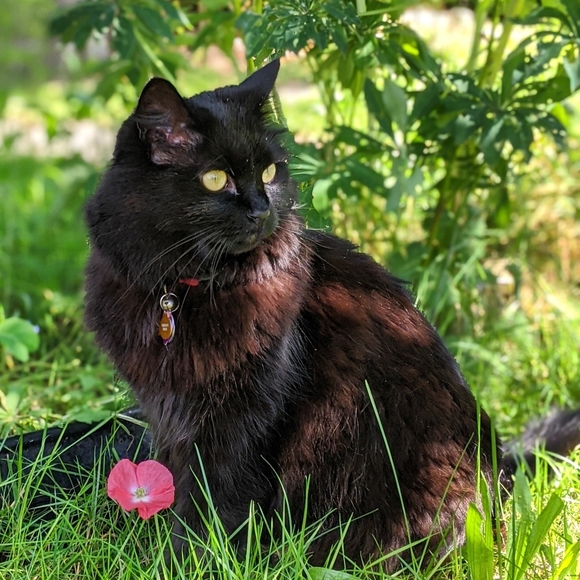 Meet your Posher, Marie - Picture 3 of 3